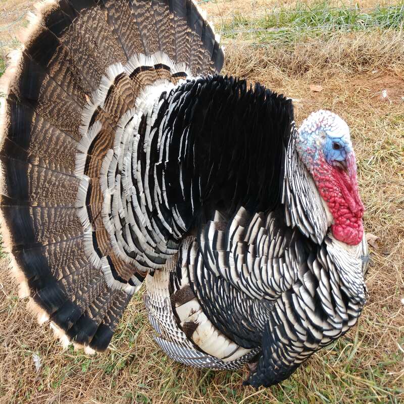 Narragansett Turkey featuring a robust build, horn-colored beak, and black beard, prized for its hardiness, maternal instincts, and superior meat quality.