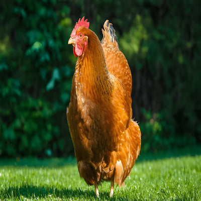 Purebred New Hampshire hen, dual-purpose American breed known for fast growth and egg laying