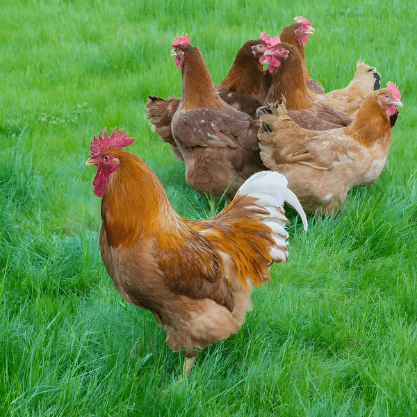 New Hampshire chicken with rich reddish-brown plumage and strong, broad body