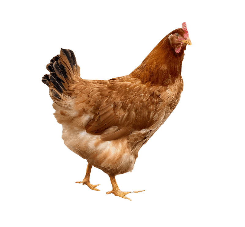 New Hampshire hen with rich chestnut-red feathers and friendly eyes, a hardy heritage breed perfect for backyard flocks