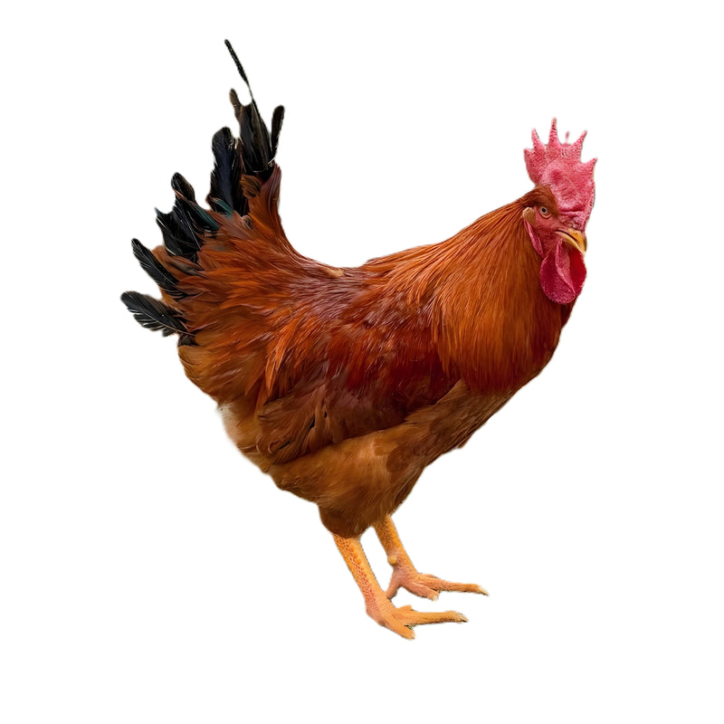 New Hampshire Red rooster with rich chestnut-brown feathers and black tail standing proudly, a hardy heritage breed perfect for backyard flocks