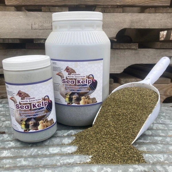 North Atlantic Kelp supplement for chickens and ducks, rich in vitamins, minerals, and amino acids