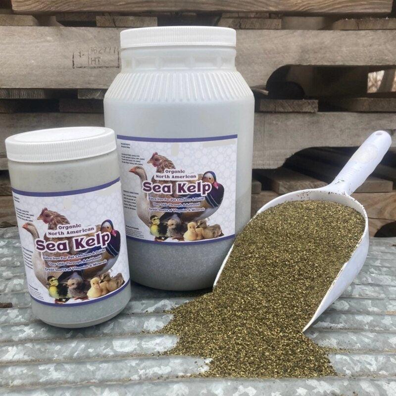 North Atlantic Kelp supplement for chickens and ducks, rich in vitamins, minerals, and amino acids