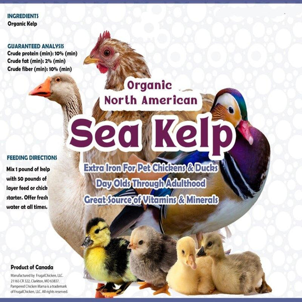 North Atlantic Kelp For Extra Vitamins Minerals  Amino Acids For Pet Chickens Ducks