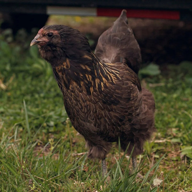Olive Egger, featuring a docile temperament, hardiness in various climates, and medium to large olive-colored eggs, ideal for adding color to backyard flocks.