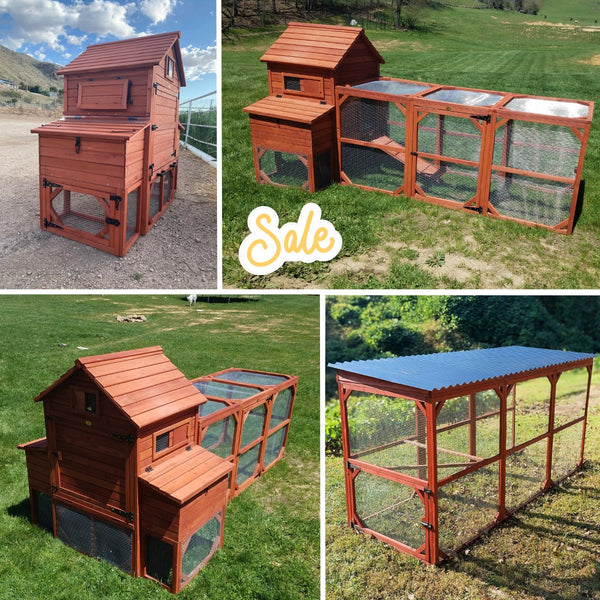 Orpington chicken coop bundle with enclosed run and roof, ideal for 6–12 backyard chickens