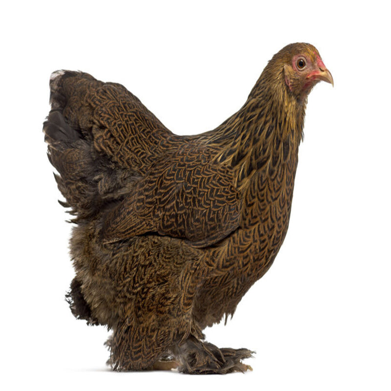  Partridge Cochin Bantam with a stunning reddish-brown and black feather pattern, known for its friendly temperament and suitability as a pet or show bird due to its small size and low maintenance requirements.