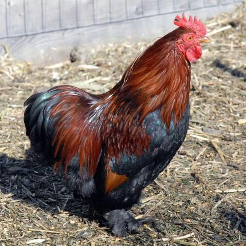  Partridge Cochin Bantam with a robust build, recognized for its unique appearance, excellent mothering abilities, and suitability as an exhibition bird due to its striking plumage and friendly disposition.