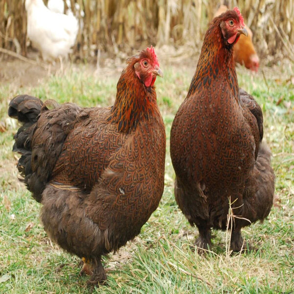Partridge Cochin Standard featuring a large build, weighing 8-12 lbs, prized for its fair egg-laying abilities and suitability for backyard flocks due to its hardiness.