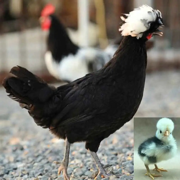 Polish White Crested Black Chicken, a heritage breed known for its striking black plumage and white crest, friendly temperament, and moderate egg production of small to medium white eggs.