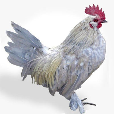 The Porcelain d'Uccle Bantam is a rare and elegant true bantam breed known for its feathered legs, muffs, and full beard. They have a single comb and are primarily gray with gold heads, beards, and muffs