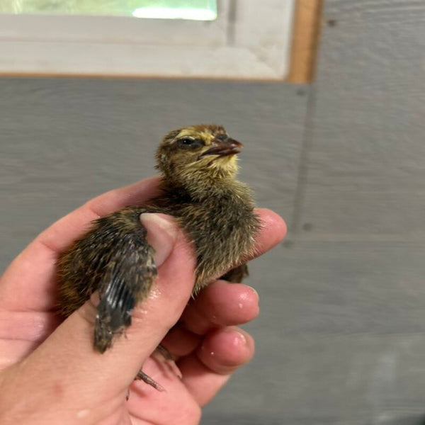 Quail Hens Choice Hatching Eggs