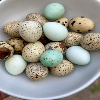 Quail Hens Choice Hatching Eggs