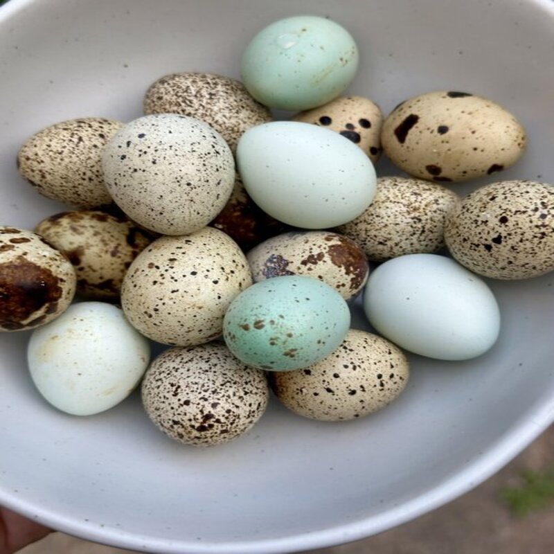 Quail Hens Choice Hatching Eggs
