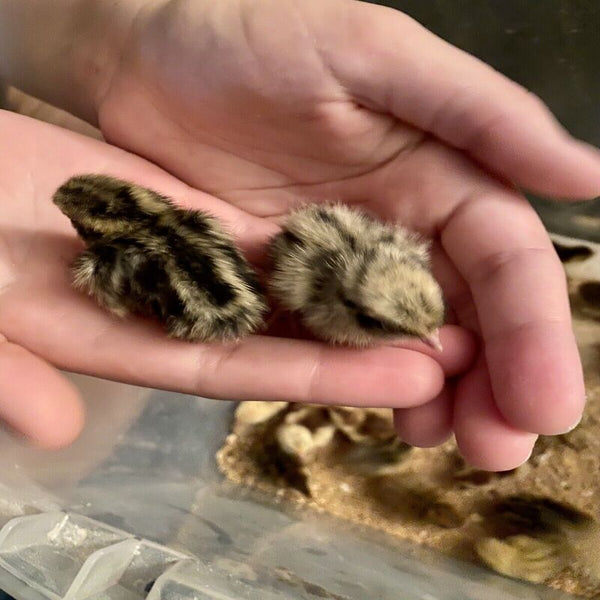 Quail Hens Choice Hatching Eggs