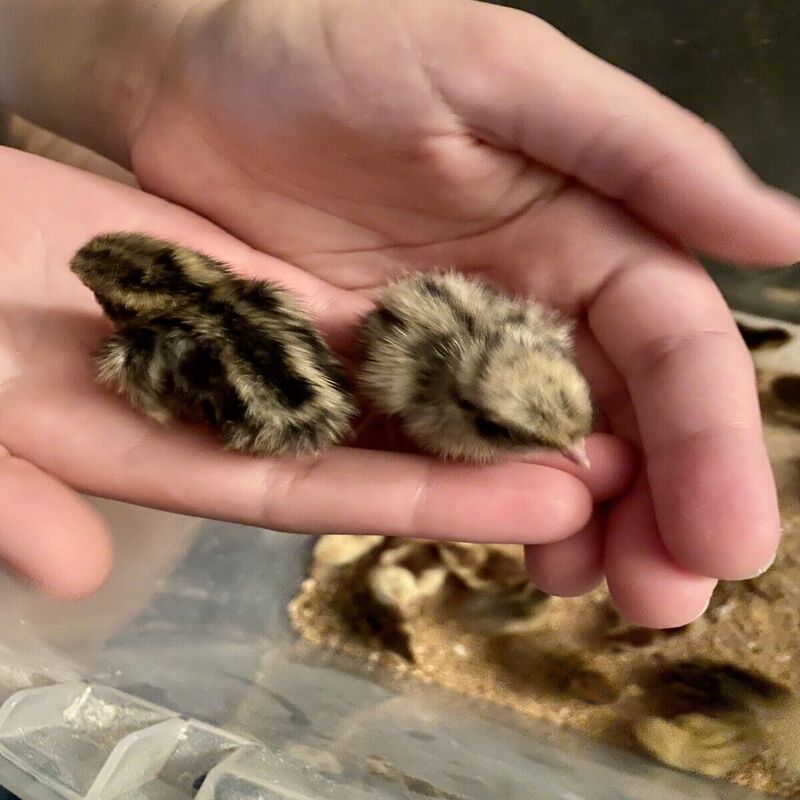 Quail Hens Choice Hatching Eggs