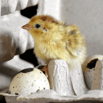 Quail Hens Choice Hatching Eggs