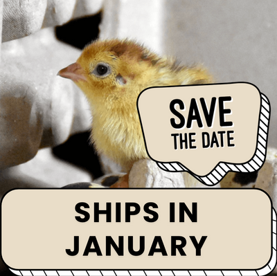 Quail Hens Choice Hatching Eggs