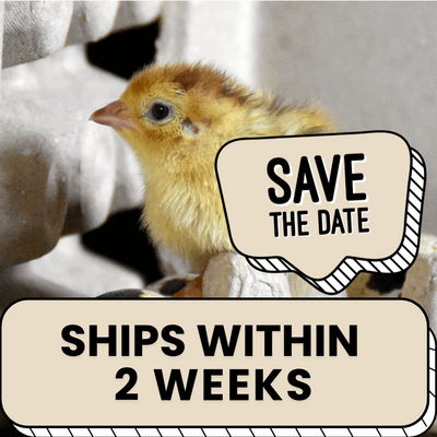 Quail Hens Choice Hatching Eggs