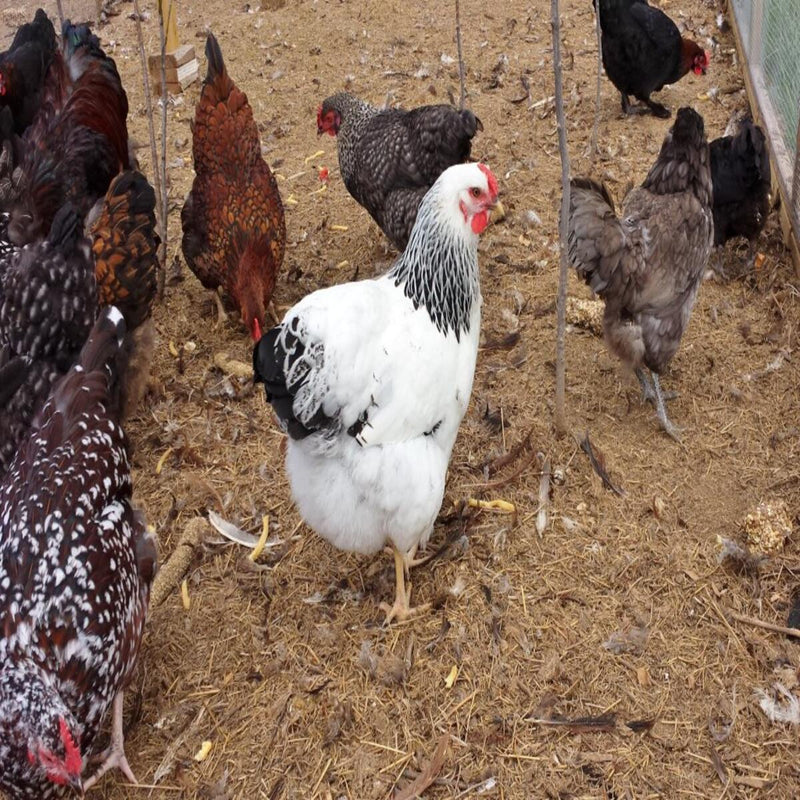 Rainbow Assorted chickens with a robust appearance, recognized for their diverse egg colors, excellent longevity, and suitability as a backyard flock due to their hardiness and unique characteristics.