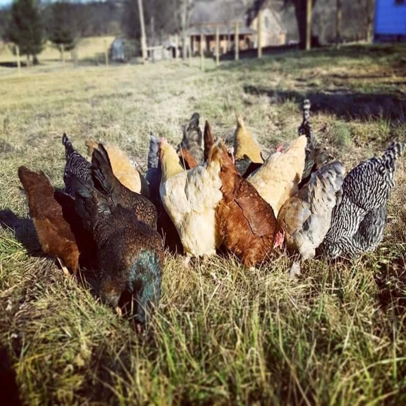 Rainbow Assorted package including breeds like Ameraucanas and Marans, prized for their colorful eggs and suitability for families due to their friendly and social behavior.