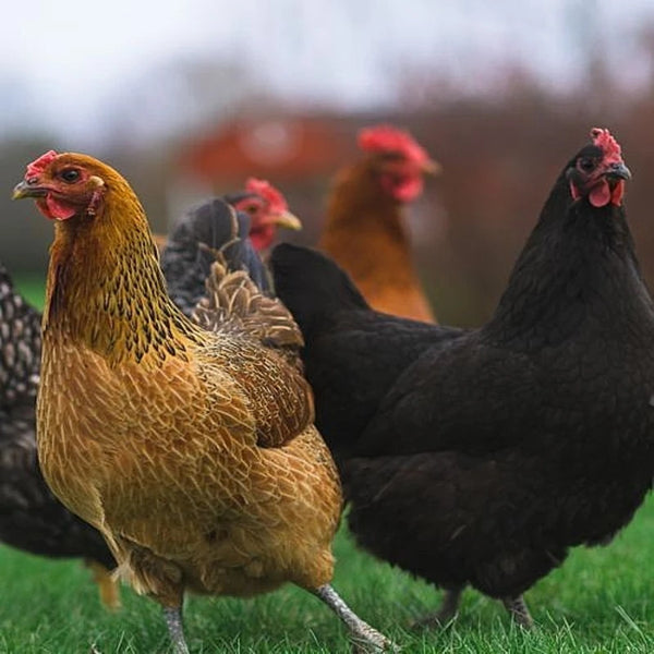 Rainbow Assorted Females, a vibrant mix of breeds offering diverse feather colors and eggshell hues, including brown, white, blue, green, and more, ideal for creating a colorful and productive backyard flock.