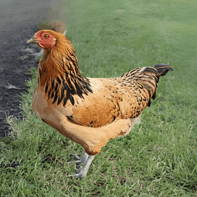 Rainbow Assorted Females