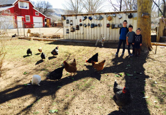 Chickens