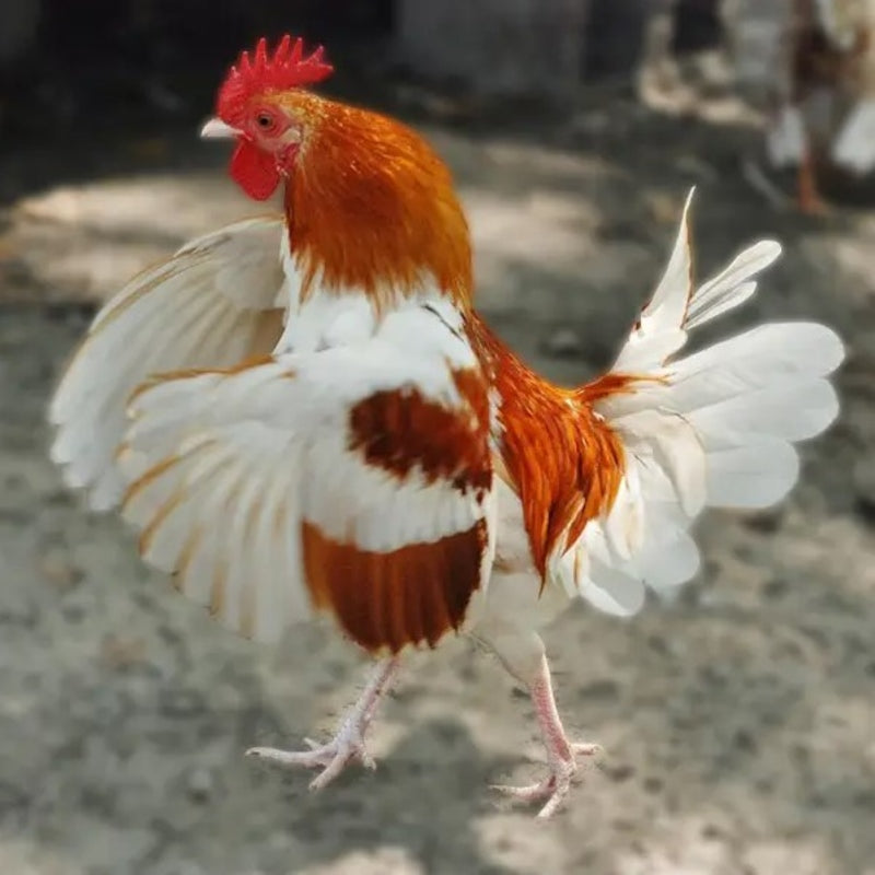 Red Pyle Standard Old English with vibrant red and white feathers, known for its active temperament and suitability as a show bird due to its historical significance and unique appearance.