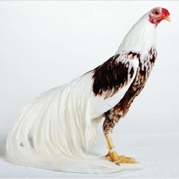 Red Shoulder Yokohama with a robust build, recognized for its unique appearance, excellent longevity, and suitability as an exhibition bird due to its striking plumage and historical significance.