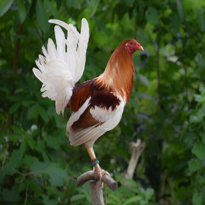 Red Pyle Old English Standard with vibrant red and white feathers, known for its elegant appearance, straight comb, and pearl-colored legs, prized for its hardiness and ornamental value.