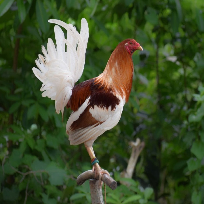 Red Pyle Old English Standard with vibrant red and white feathers, known for its elegant appearance, straight comb, and pearl-colored legs, prized for its hardiness and ornamental value.