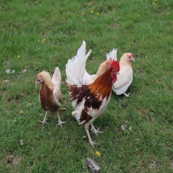  Red Pyle Standard Old English featuring a compact build, weighing 4 lbs for hens and 5 lbs for roosters, prized for its fair brooding abilities and suitability for backyard flocks due to its hardiness.