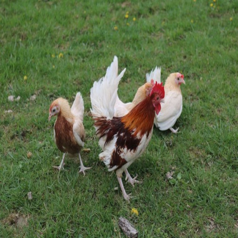  Red Pyle Standard Old English featuring a compact build, weighing 4 lbs for hens and 5 lbs for roosters, prized for its fair brooding abilities and suitability for backyard flocks due to its hardiness.