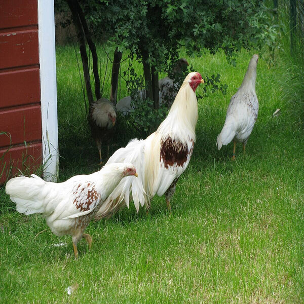  Red Shoulder Yokohama featuring a slender build, weighing 3.5-4.5 lbs, prized for its fair brooding abilities and suitability for backyard flocks due to its hardiness.