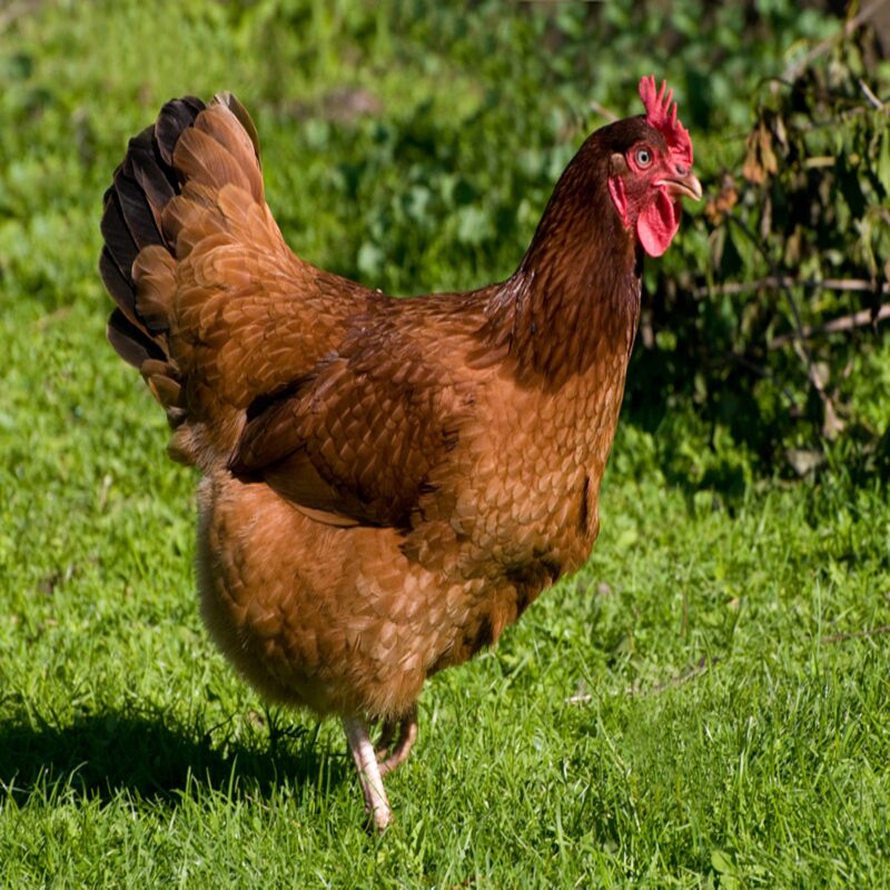 Purebred Rhode Island Red hen, hardy dual-purpose chicken breed