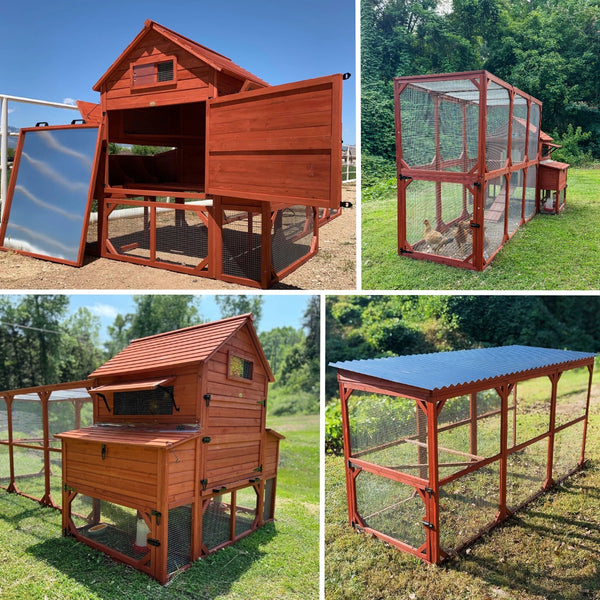 Complete chicken coop setup with run and cover, weatherproof design for flock protection
