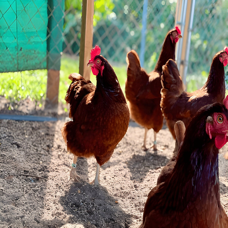 Rhode Island Red chicken, popular backyard breed with rich coloring and calm temperament