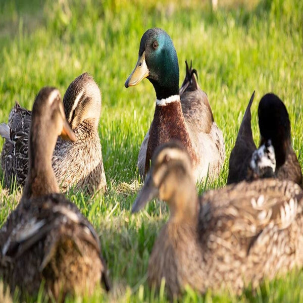 Large and docile Rouen Duck with a robust build, bright orange legs, and blue speculum feathers, ideal for backyard flocks and pest control.
