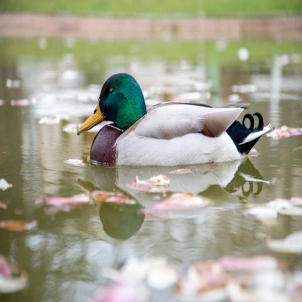 Rouen Duck with Mallard-like plumage, featuring a green head, white collar, and gray body, prized for its meat production and exhibition qualities.