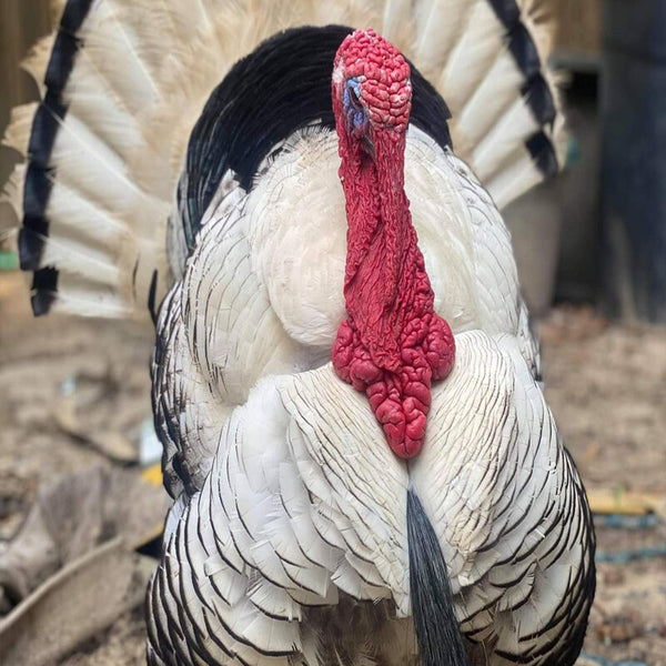 Royal Palm Turkey with stunning white plumage trimmed in metallic black, known for its active foraging abilities and excellent flying skills, ideal for small farms and exhibitions.