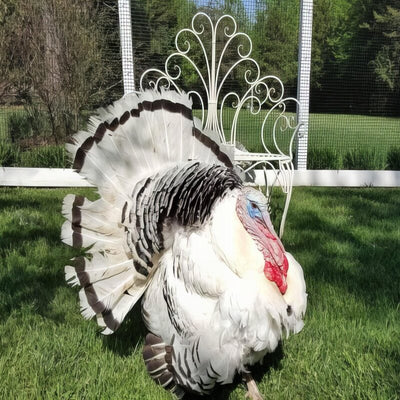  Royal Palm Turkey featuring a unique black and white color pattern, red to bluish-white head, and deep pink shanks, prized for its ornamental value and natural pest control capabilities.