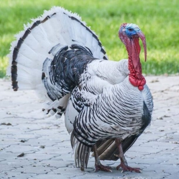  Royal Palm Turkey with a friendly temperament, relatively small size, and seasonal egg-laying abilities, making it a popular choice for backyard flocks and heritage farming practices.