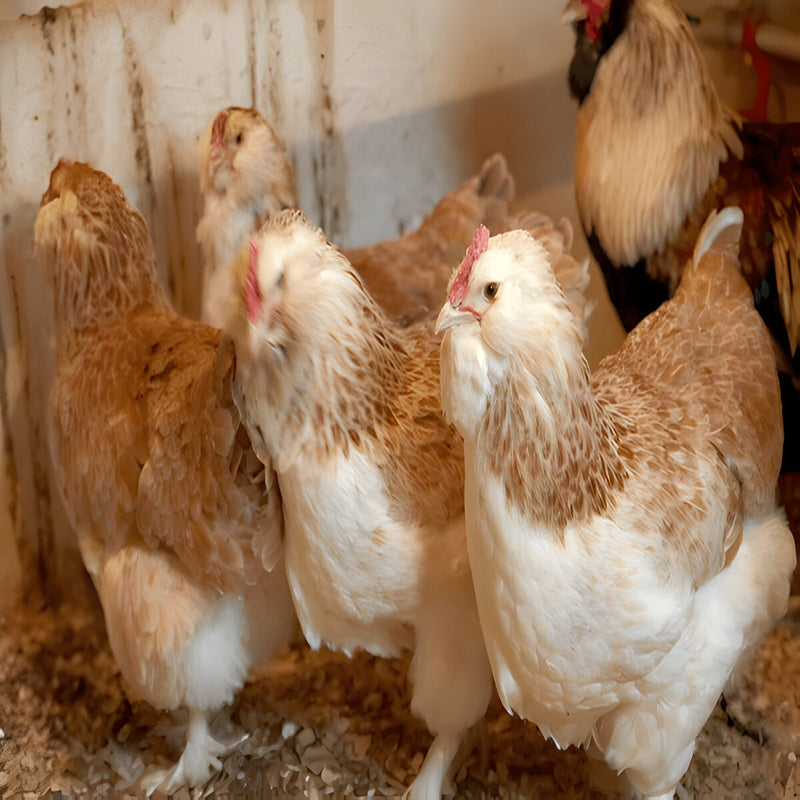 Speckled Sussex, featuring a curious and chatty nature, robust build, and excellent foraging abilities, ideal for backyard flocks and families due to their gentle disposition and adaptability.