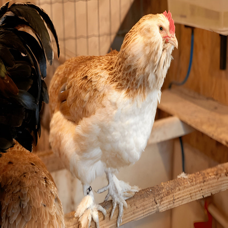 Speckled Sussex Chicken, a dual-purpose breed known for its striking mahogany plumage with white speckles, friendly temperament, and reliable production of medium to large light brown eggs.