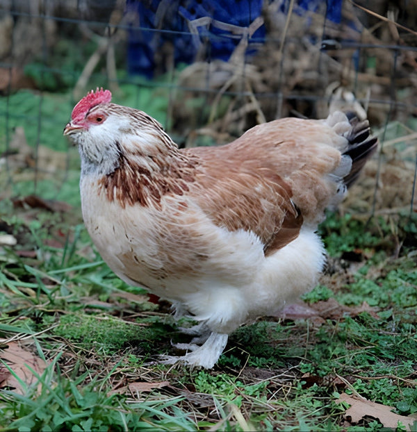 Fluffy Salmon Faverolle chicken with soft cream and brown feathers, a gentle heritage breed perfect for backyard flocks