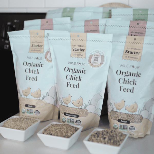 High-quality Sampler Peck Chicken Feed featuring a blend of seeds and grains for healthy egg production