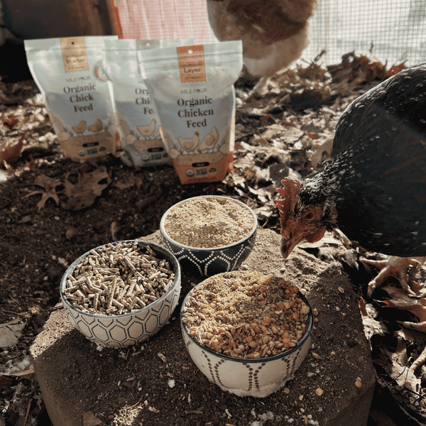 Sampler Peck Feed for Hens with a balanced mix of grains, seeds, and nutrients, ideal for backyard flocks