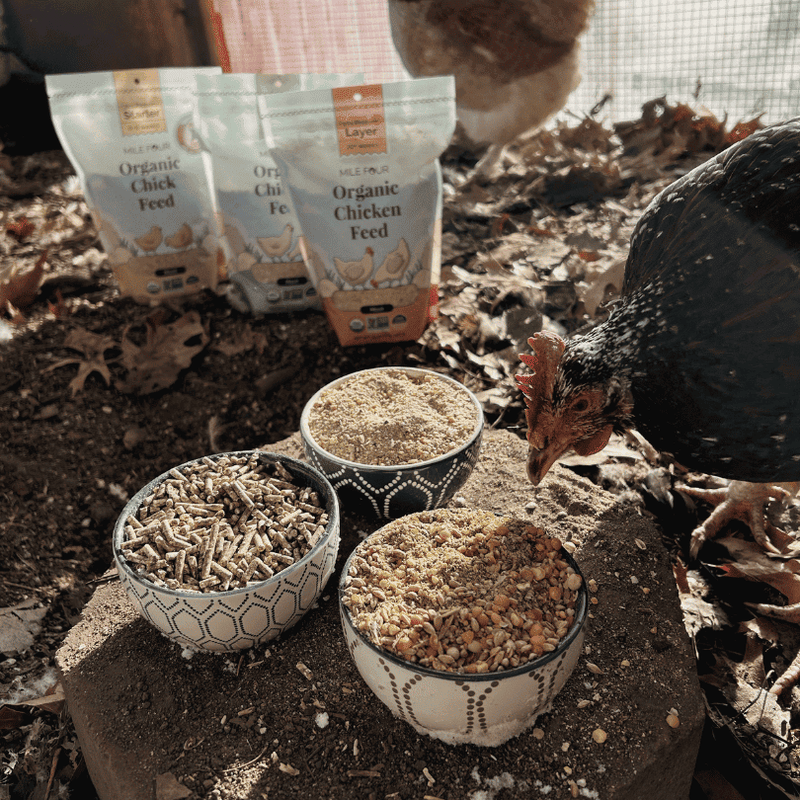 Sampler Peck Feed for Hens with a balanced mix of grains, seeds, and nutrients, ideal for backyard flocks