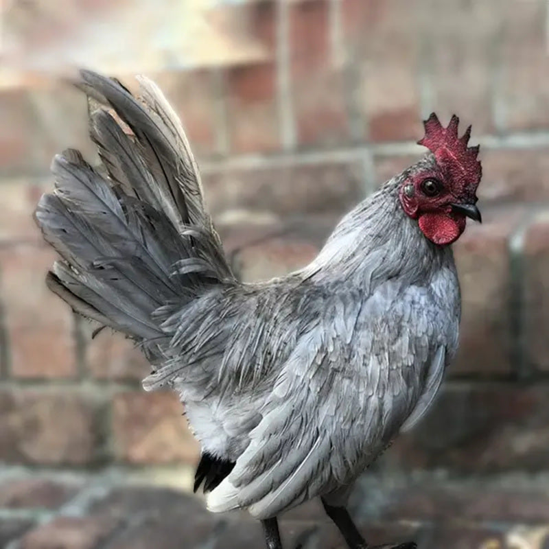 Self Blue Old English Game Bantam with a stunning soft gray or lavender plumage, known for its gentle nature and active temperament, ideal for exhibitions and backyard flocks due to its minimal space requirements.